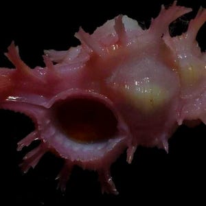 May include: A pink murex seashell featuring a central aperture and numerous sharp, branching spines extending from its body. The shell exhibits a smooth, glossy texture with a pale yellow patch near the center and a dark, hollow opening.