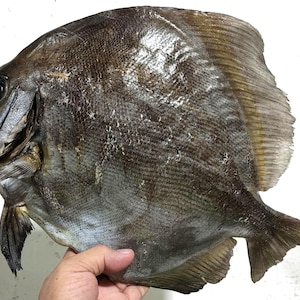 Piranha fish taxidermy - Etsy 日本