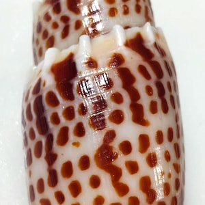 May include: A conical sea shell featuring a smooth, glossy surface with a repeating pattern of dark reddish-brown spots against a creamy white background. The shell has a pointed apex and a series of distinct, raised ridges along the spiral whorls.
