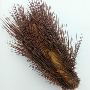 Tassidermia...phylum Anellidi 160 mm...splendidamente essiccati...il corpo è proprio come un cetriolo.stranezze della tassidermia...molto belle