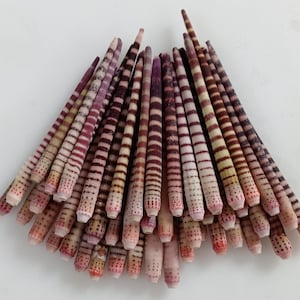 May include: A collection of long, slender sea urchin spines arranged in a fan shape. The spines display a pattern of alternating bands of dark red, brown, and cream colors. The tips are a lighter pinkish hue, with small dotted patterns.
