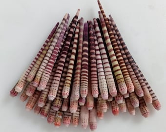 Espinas de erizo de mar tigre: Seashell Supply (40 piezas, 62-79 mm) artículo n.° AB3
