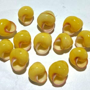 Könnte beinhalten: Eine Sammlung von zwölf kleinen, glatten, spiralförmigen Muscheln. Jede Muschel hat eine leuchtend gelbe, glänzende Außenseite mit einer cremefarbenen Öffnung. Die Muscheln sind in einer lockeren, verstreuten Formation angeordnet.