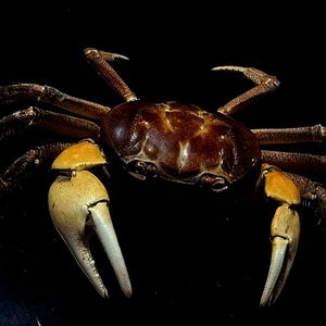 Pode incluir: Um caranguejo com uma carapaça arredondada, lisa e de cor castanho-escura, com oito patas articuladas da mesma cor. O caranguejo apresenta duas pinças grandes e proeminentes de cor amarelo-claro, contrastando com o corpo escuro sobre fundo preto.