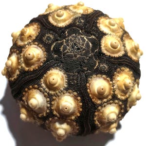May include: A spherical sea urchin test featuring a dark brown, textured surface with a geometric pattern of raised, cream-colored tubercles. The shell displays a radial symmetry with distinct dark bands separating the rows of protruding nodes.