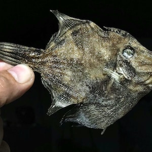 剥製魚 133 mm、カワハギ（Monacanthus chinensis）珍品・奇抜品 アイテム番号94