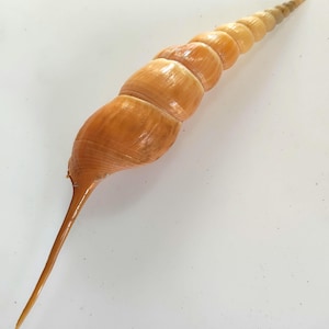 May include: A light brown, elongated seashell with a spiral shape and a long, pointed extension. The shell's surface has a glossy finish, and the color gradient transitions from a darker brown at the base to a lighter, yellowish hue at the tip. The shell is a natural, organic item.