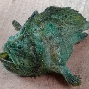 fish taxidermy-frog fish green 185 mm. Temporarily not to ship to United States..item # 79