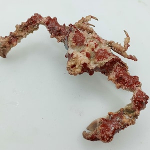 horrida crab 125 mm..taxidermy crab # 704. Temporarily not available to ship to United States.