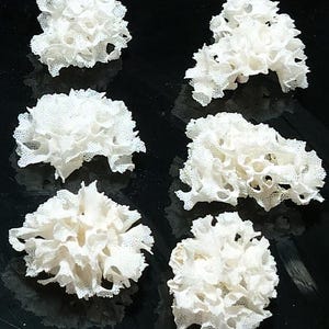 May include: Six individual white, lace-like decorative pieces arranged in two columns. Each piece features a complex, porous, and ruffled structure with a fine, net-like texture, resembling organic coral formations or delicate, layered fabric.