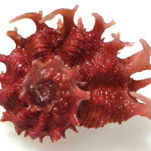 Peut inclure: Un coquillage rouge profond présentant un centre en spirale et de nombreuses protubérances pointues s'étendant depuis sa surface texturée. Le coquillage affiche une finition brillante avec des nuances de cramoisi et de bordeaux, révélant une structure organique complexe.