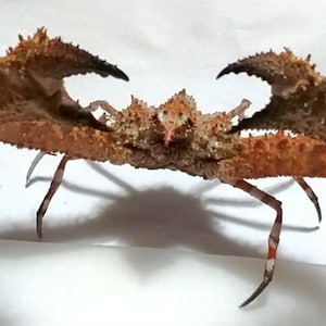 以下が含まれることがあります： 赤褐色の外骨格、大きなハサミ、複数の脚を持つトゲのあるカニ。カニは白い表面に配置され、その複雑な詳細と質感を表現しています。ハサミは黒く、脚には赤と白の模様があります。