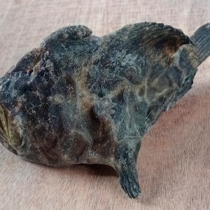 tassidermia di pesce - pesce rana 162 mm...completamente essiccato articolo n. 78. Spedizione temporaneamente vietata negli Stati Uniti.