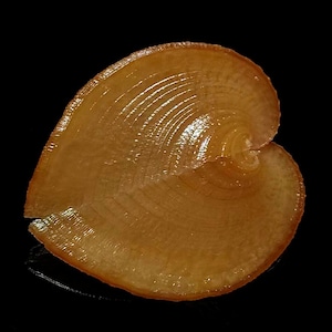 May include: A translucent, heart-shaped seashell with a warm amber hue. The surface features delicate, concentric ridges that radiate from a central point, creating a textured, layered appearance with a glossy finish against a dark background.