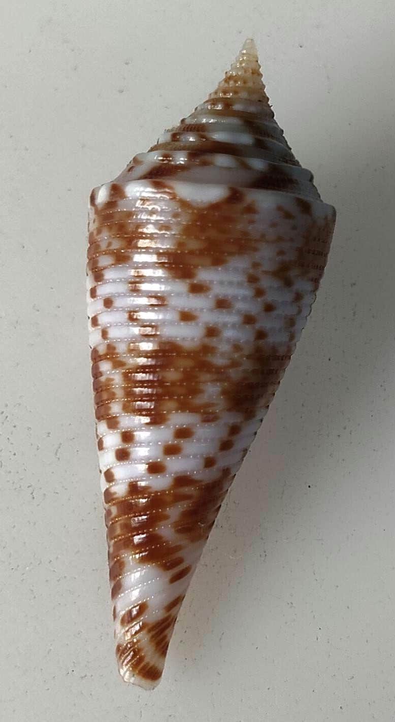 ナンヨウグカラ 貝殻　標本　フィリピン産バルート島　2014年採取 Conus comatosa 37 mm、フィリピンのバロット島産標本。貝殻番号97