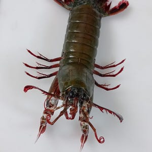 taxidermy..mantis shrimp 160 mm..taxidermy oddities #1005. Temporarily unavailable to ship to United States.