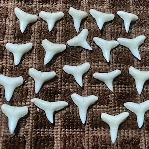 Shark tooth,size 15-16mm,set of 20 PC's shark tooth.. taxidermy oddities curiosities
