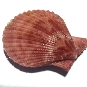 May include: A single scallop shell with a distinct fan shape and a textured, ribbed surface. The shell displays a deep, dusty rose pink coloration with subtle variations in tone across its radial ridges and a slightly jagged, uneven edge.