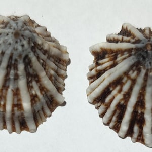 Sea shell-siphonaria normalis 23 mm(2 shell)item #3