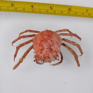 ocean crab taxidermy..size 92 mm..taxidermy item # zack1. Temporarily not available to ship to United States.