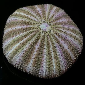 May include: A sea urchin test with a radial pattern of alternating light pink and olive green bands. The surface is covered in small, textured bumps arranged in vertical rows radiating from a central point, creating a symmetrical, dome-like shape.