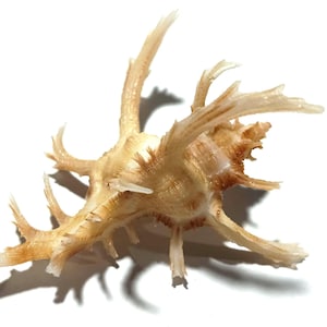 May include: A murex seashell featuring a central spiral body with multiple long, pointed, and branching spines extending outwards. The shell displays a natural colour palette of cream, beige, and light brown tones with a textured, calcified surface.