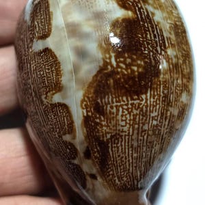 Puede incluir: Una concha de cauri lisa de forma ovalada con un acabado brillante y un patrón distintivo de marcas de color marrón oscuro, intrincadas y similares a una red sobre una base de color blanco crema. La concha tiene una forma curva y alargada.
