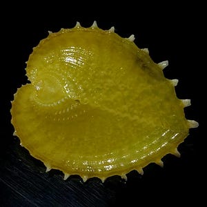 May include: A translucent, vibrant yellow seashell with a heart-shaped silhouette and a textured surface. The shell features a series of small, pointed, white spikes along its outer edge and a distinct, spiralled, shell-like structure at the top.