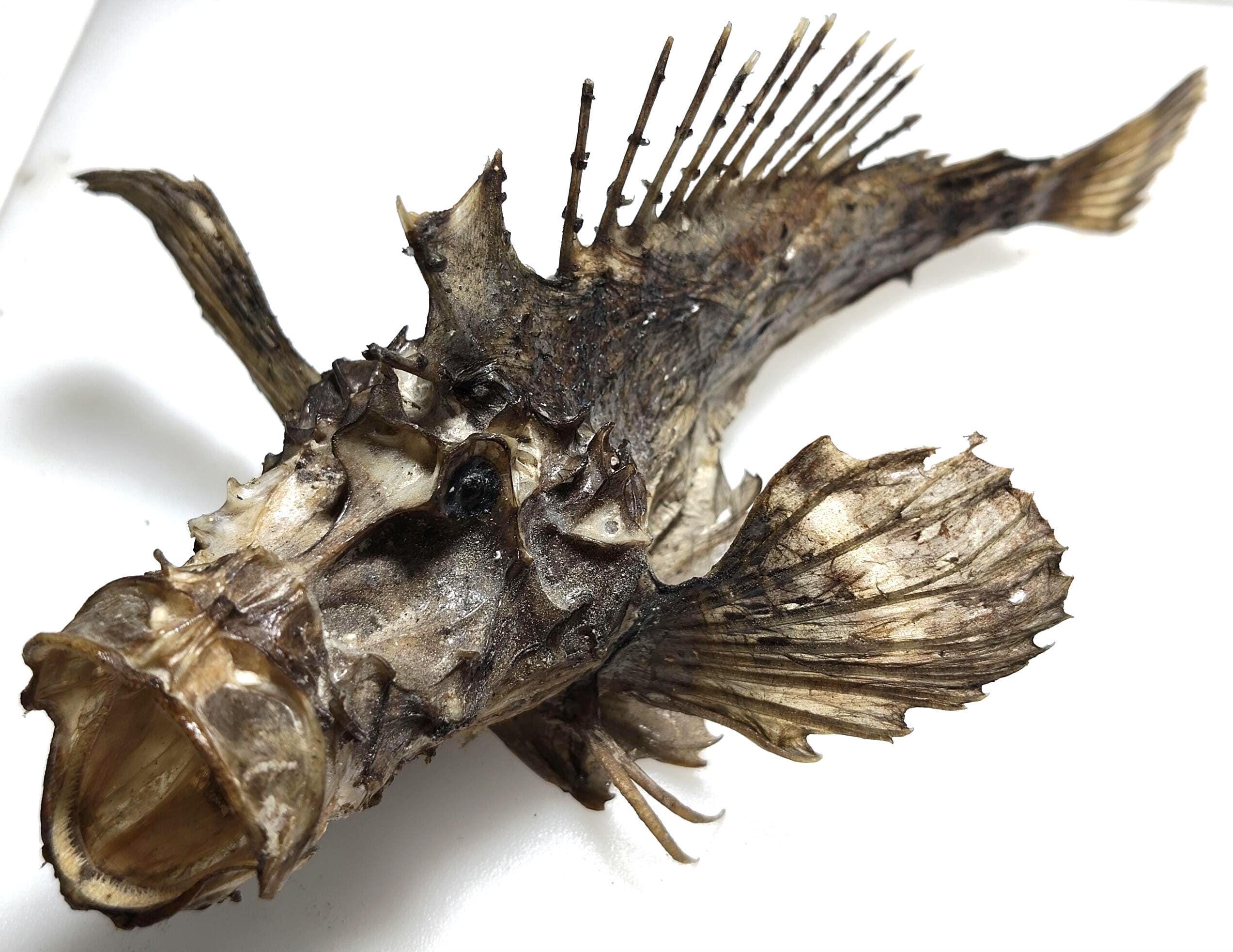 Piranha fish taxidermy - Etsy 日本