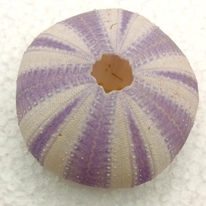 ocean life-sea urchin purple 55 mm..item #700