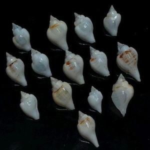Pode incluir: Uma coleção de treze pequenas conchas espirais dispostas sobre um fundo preto. As conchas são predominantemente brancas, com superfícies brilhantes e translúcidas, apresentando marcas subtis em castanho claro ou laranja perto do ápice.