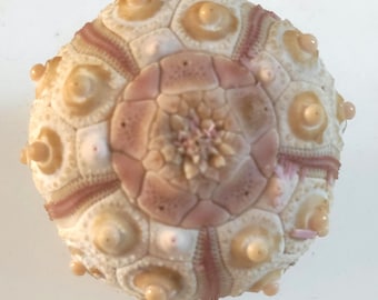 深海ウニ（Stylocidaris bracteata、棘を含む120mm）商品番号93 - Etsy