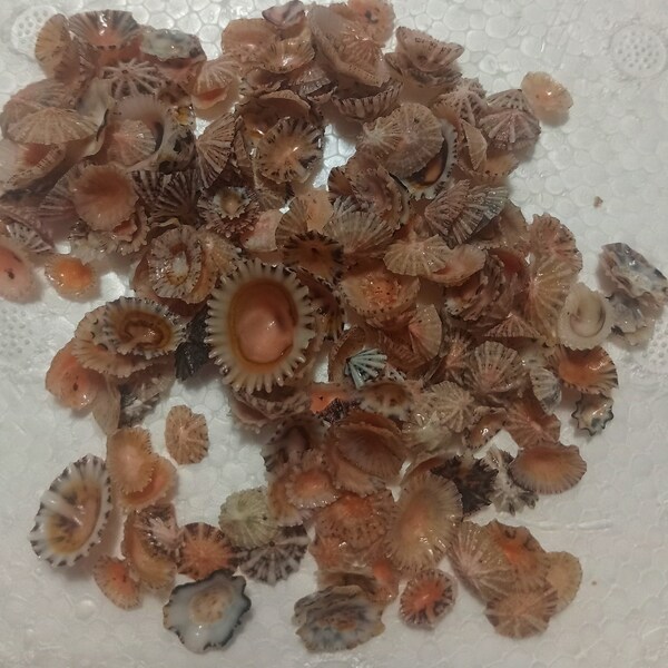 Seashell smallest limpet..195 PCs limpet shells