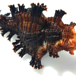 Könnte beinhalten: Eine dunkelbraune und schwarze Murex-Muschel mit komplexen, gerüschten und stacheligen Vorsprüngen entlang ihrer Spiralstruktur, die an der schmalen Seite des länglichen Körpers in eine leuchtend orangefarbene, texturierte Spitze übergeht.