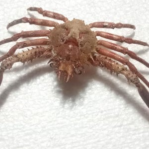 Crab taxidermy..schizophys crab/ornamental crab..size 140x98 mm... Temporary not ship to united states-taxidermy oddities item # 2000