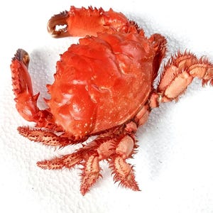 Crab taxidermy-etisus dentatus 130x140 mm.. temporarily not ship to United States..curiosities #901