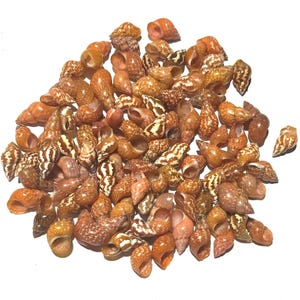 Muschel - Tricolia speciosa (100 Muscheln) Artikel Nr. 32