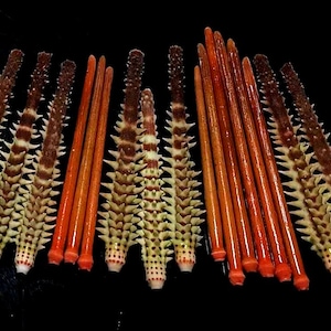 Könnte beinhalten: Eine Sammlung von Seeigelstacheln, die in einer Reihe angeordnet sind. Einige Stacheln sind glatt, glänzend und orange-braun, während andere mit Reihen von scharfen, hellen, cremefarbenen Vorsprüngen und dunkelbraunen, gesprenkelten Mustern texturiert sind.