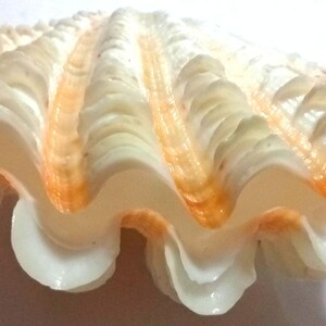 Tridacna squamosa 140 mm...(Seashell sea urchin..seashells)item # 5.... Temporarily unavailable to ship to United States.