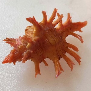 May include: A detailed image of a spiky, orange-brown sea shell. The shell features a textured surface and multiple pointed projections. The colour varies from light orange to a deeper brown, with visible ridges. A natural marine specimen.
