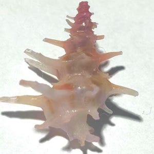 Muschel - Babelomurex fruticosus 18 mm..Artikelnummer 4