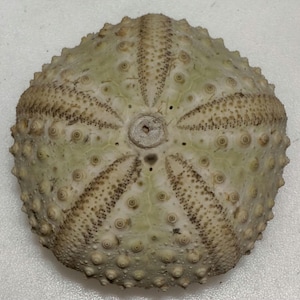 Puede incluir: Concha de erizo de mar en tonos verde claro y beige. La concha es redonda con un agujero central y una superficie texturizada. Presenta pequeñas protuberancias circulares y patrones detallados. Diámetro aproximado de 8 cm.