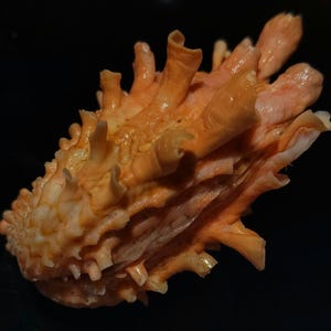 Sea shell-cardita crassicosta 50 mm..item #4