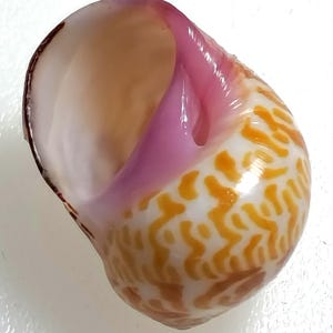 Könnte beinhalten: Nahaufnahme einer Muschel mit weißem und orangefarbenem Muster. Das Innere ist zartrosa und cremefarben. Die Öffnung der Schale zeigt eine glatte, glänzende Oberfläche. Die Schale hat eine natürliche, organische Form.