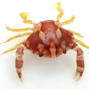 Lissocarcinus laevis crab 60 mm..taxidermy oddities curiosities #5. Temporarily not available to ship to United States.