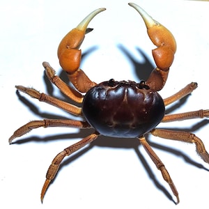 May include: A crab with a dark brown, smooth, rounded carapace and eight textured, light brown legs. The crab features two large, prominent claws with orange-brown segments and pale, pointed tips, positioned symmetrically at the top.
