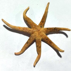 May include: A dried starfish with seven long, slender arms radiating from a central point. The surface of the starfish has a textured, granular appearance with a mottled tan and light brown colour palette, showing natural variations in tone.
