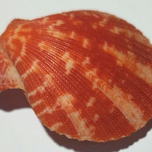 May include: A scallop shell featuring a vibrant orange and white mottled pattern. The exterior surface displays distinct radial ridges and a textured, fan-shaped structure with a prominent hinge area on the left side, showcasing natural coloration.