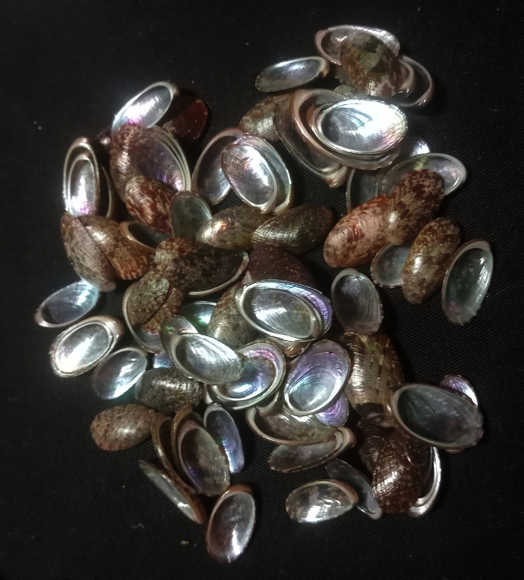 Seashell Smallest Type of Haliotis..100 Pcs Haliotis Shell - Etsy