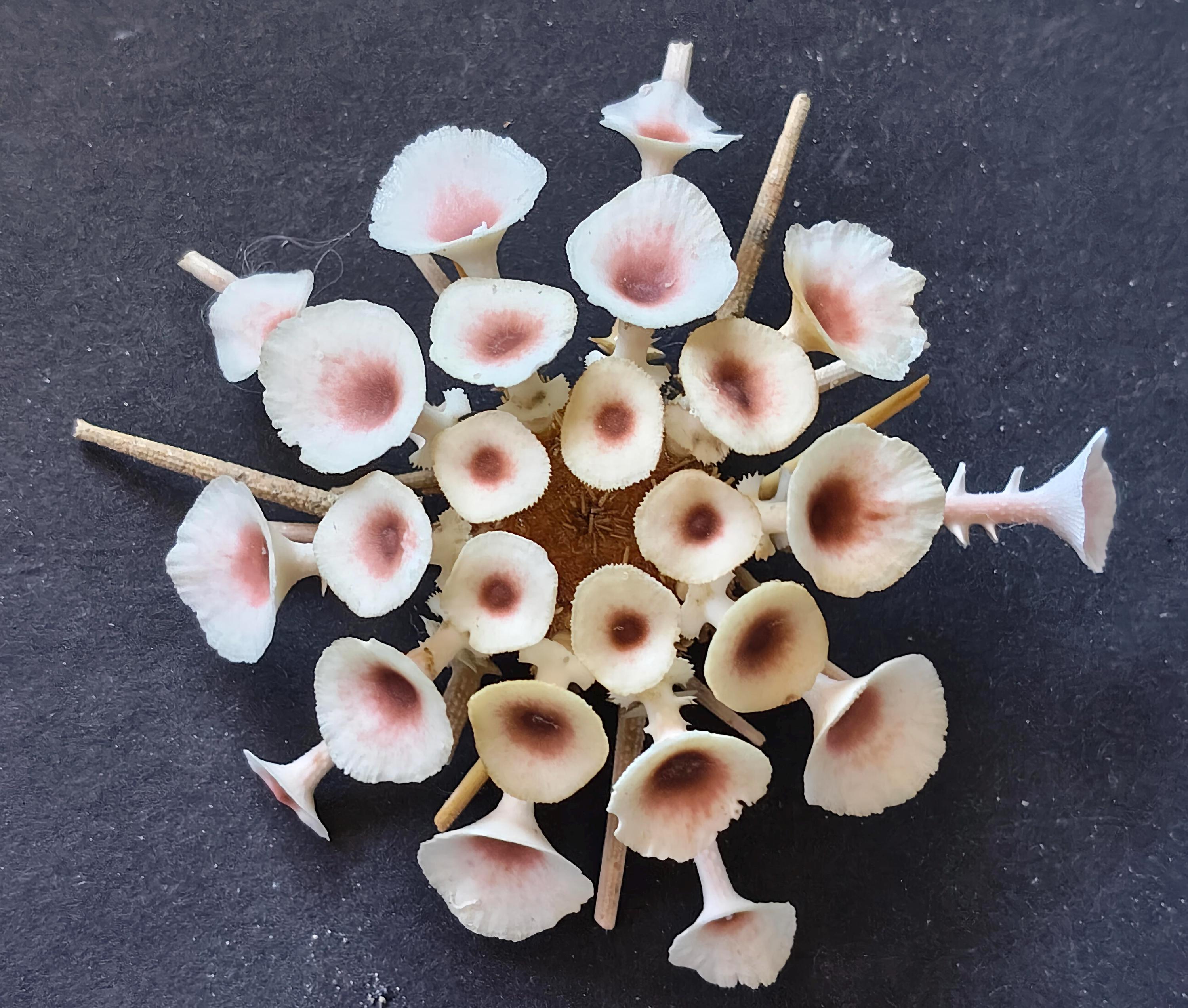 Goniocidaris Clypeata 78 Mm..deep Sea Urchin..item #10 - Etsy